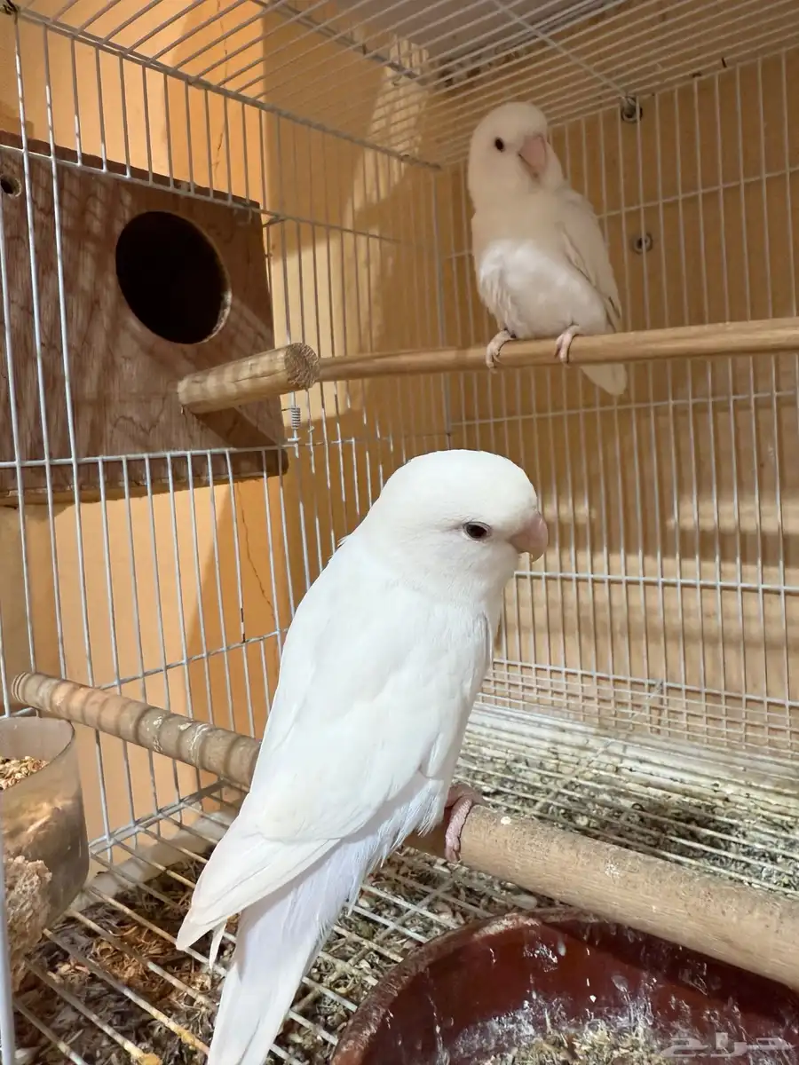 للبيع جوز روز معه بيضه 2