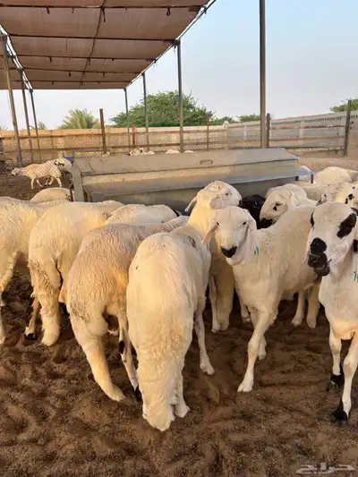 سواكني جذع أوزان مرتفعه index