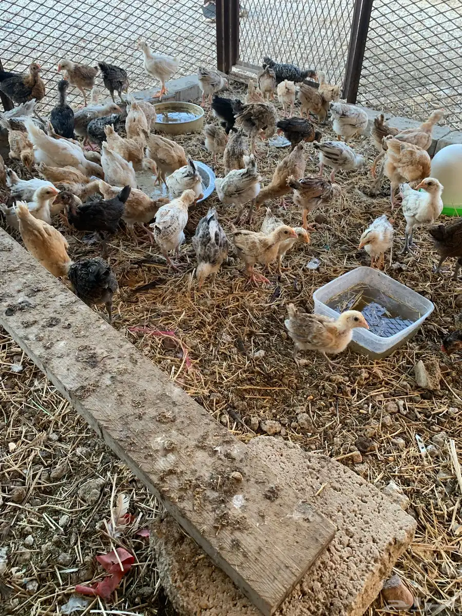 للبيع صوص بلدي فواتح 7