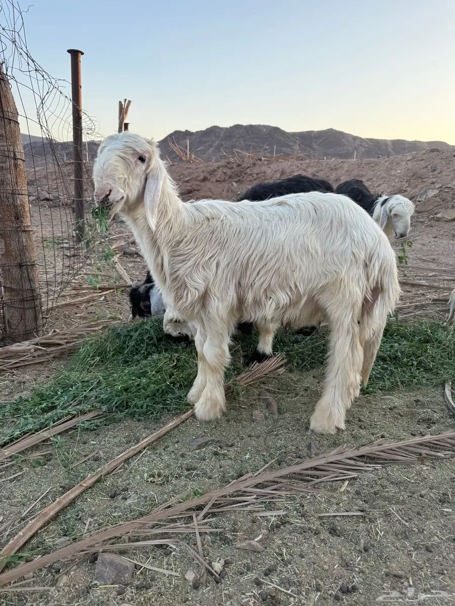 خروف عيسي 1