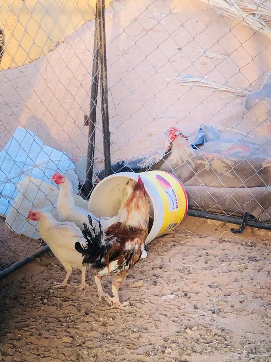 دجاج بلدي 1