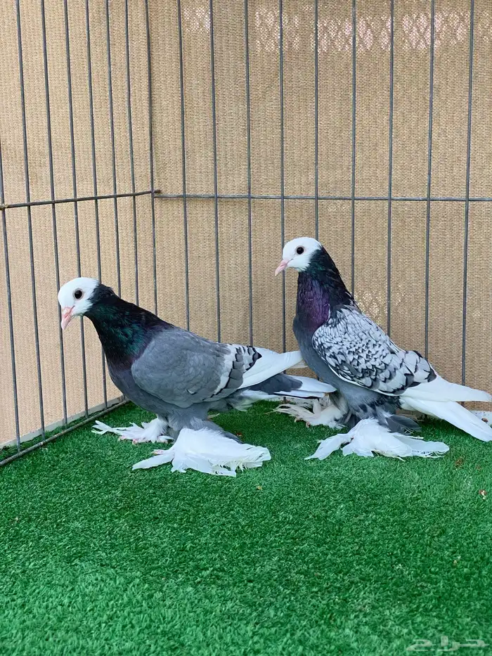 سووالوو و ساسكون 7