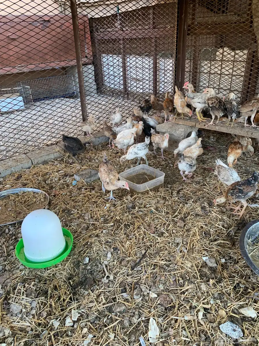 للبيع صوص بلدي فواتح 2