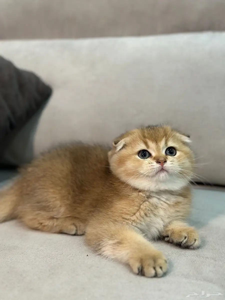 سكوتش فولد وستريت 0