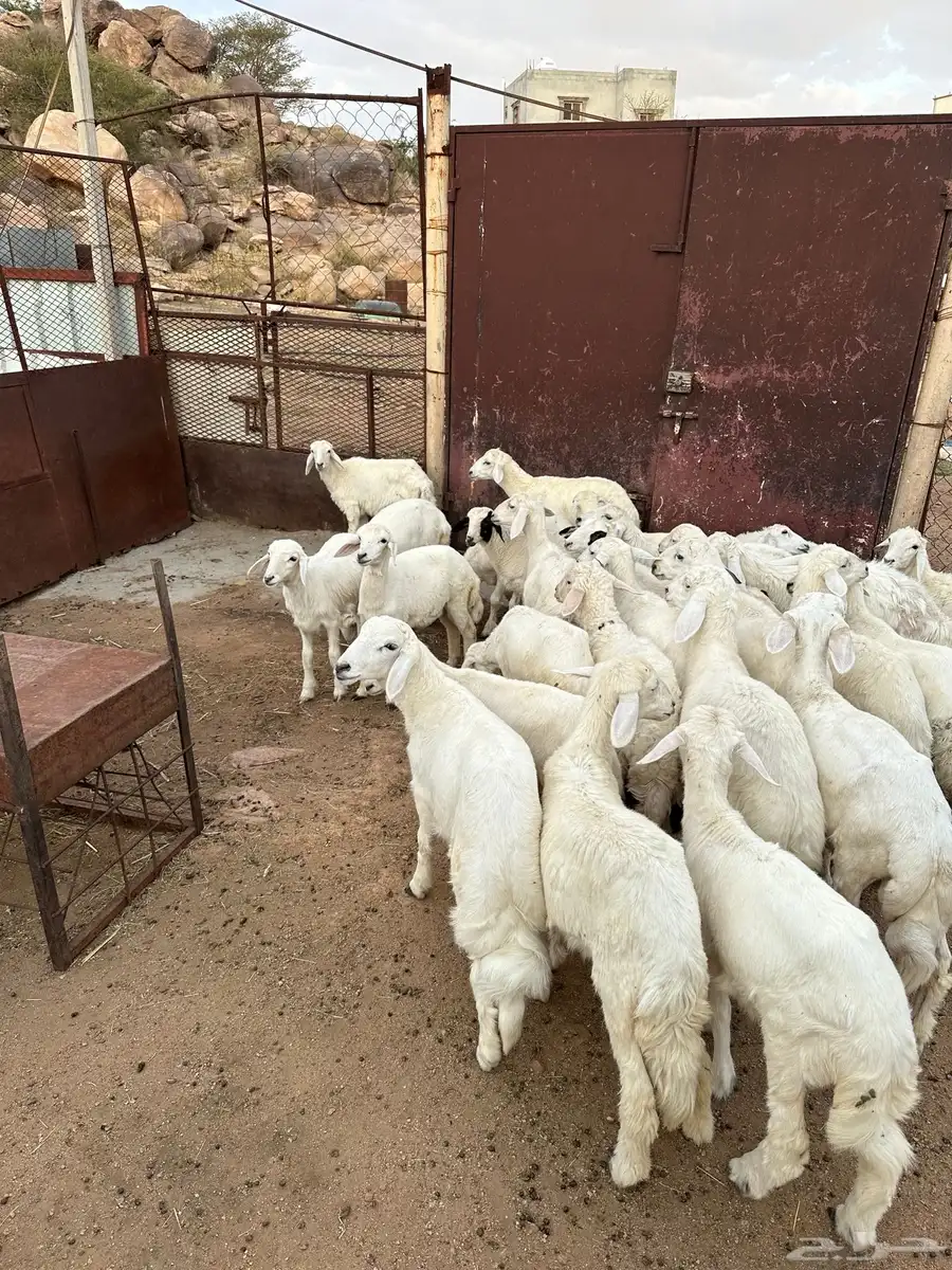 خرفان ورخال 2