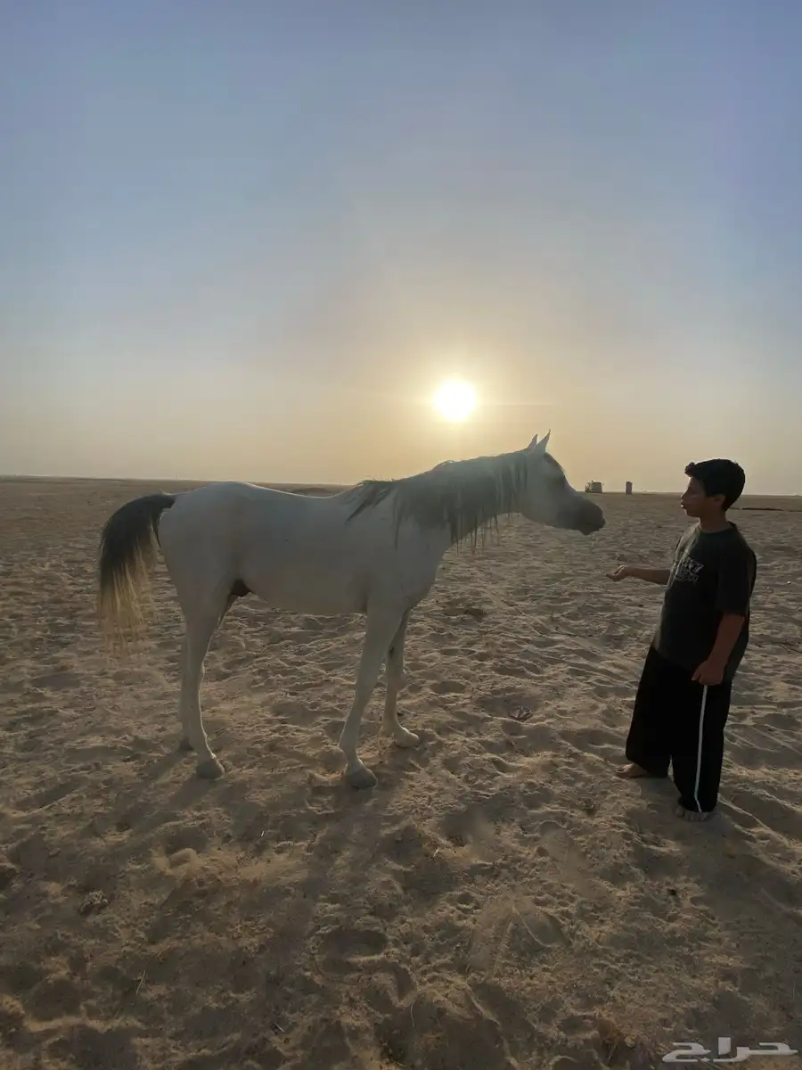 حصان عربي واهو 3
