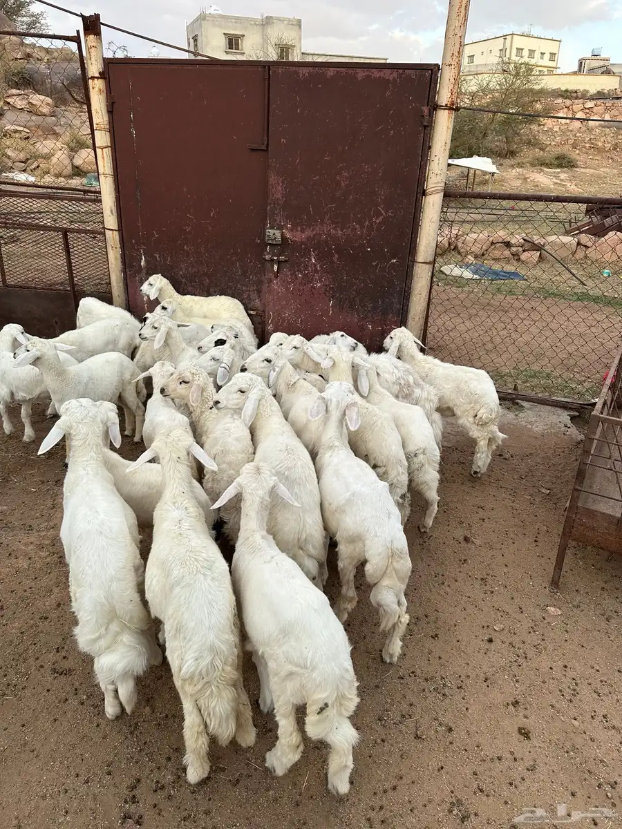 خرفان ورخال 7