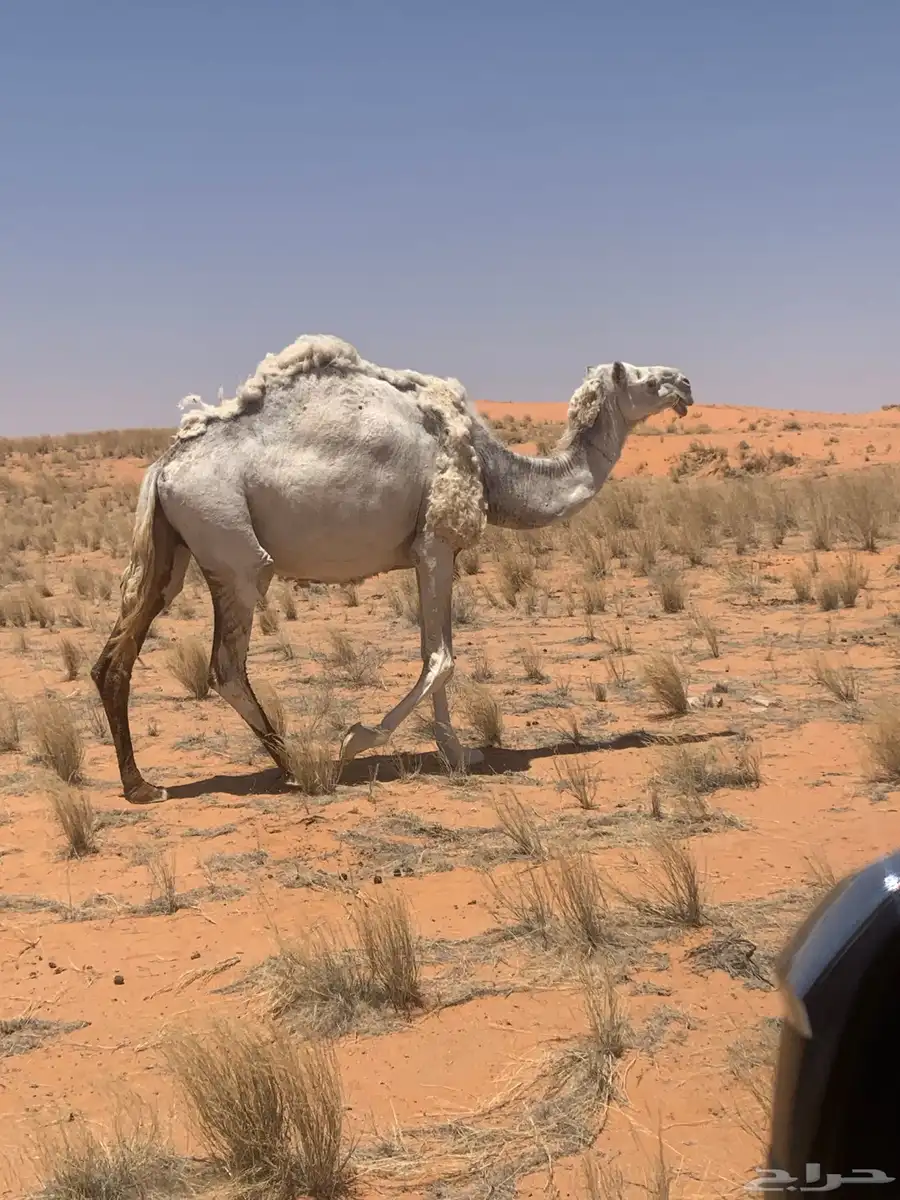 لقحات طيبات للبيع 0