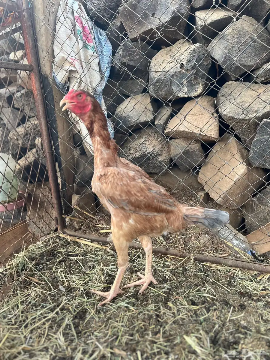دجاج باكستاني 2