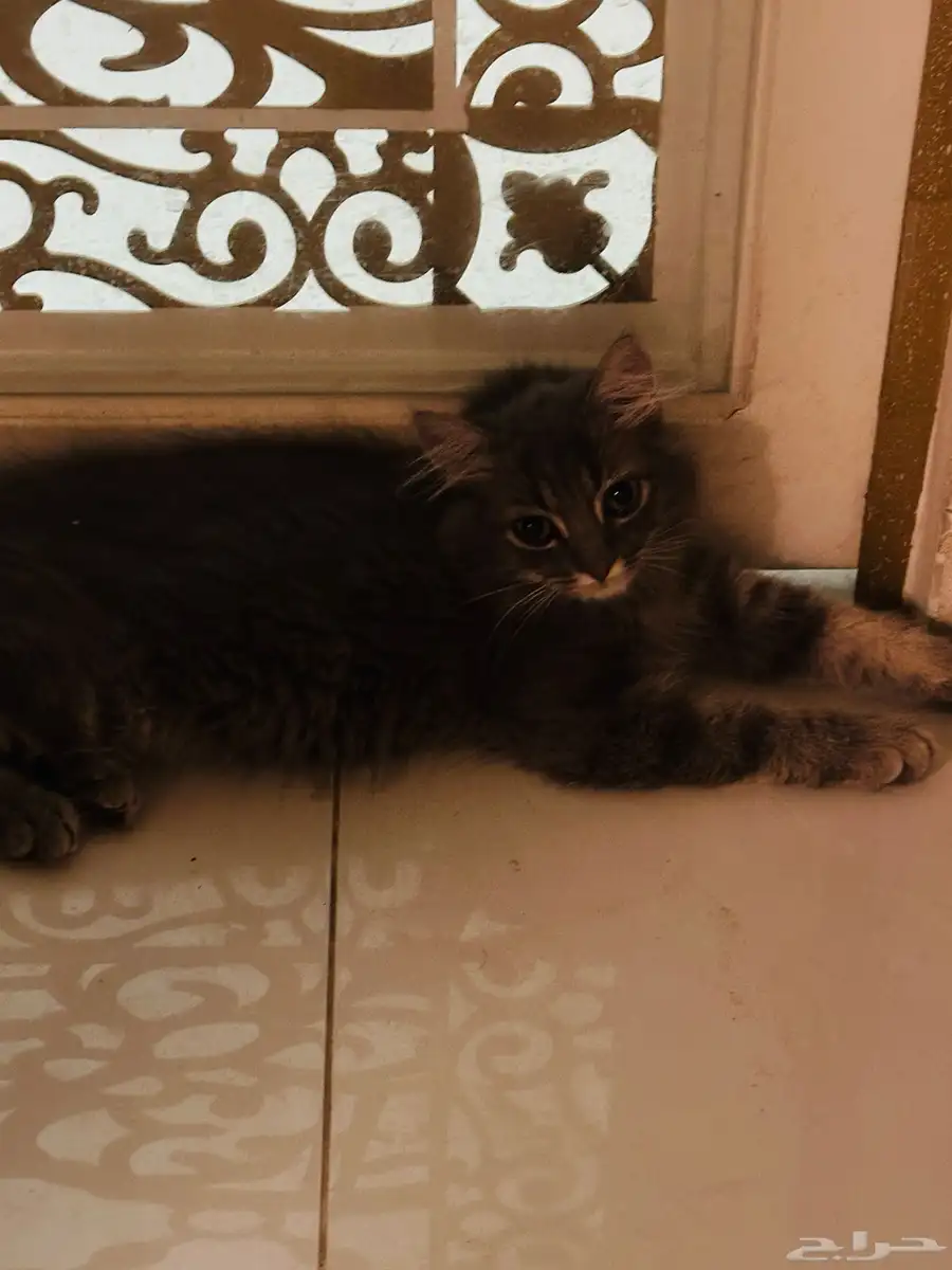 Cat-free adoption 5