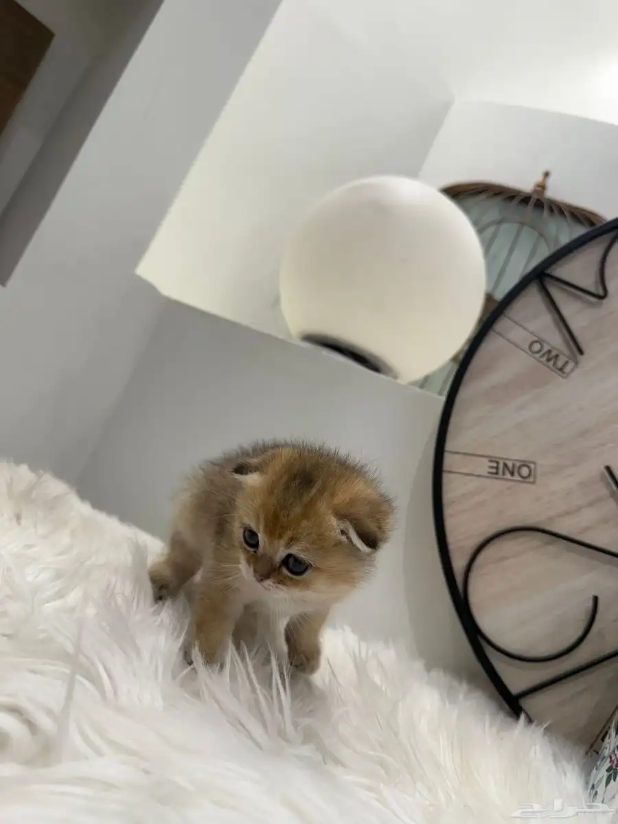 قطط سكوتش 3