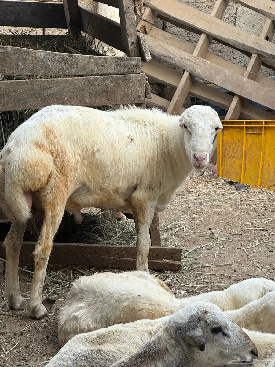 كبش 8