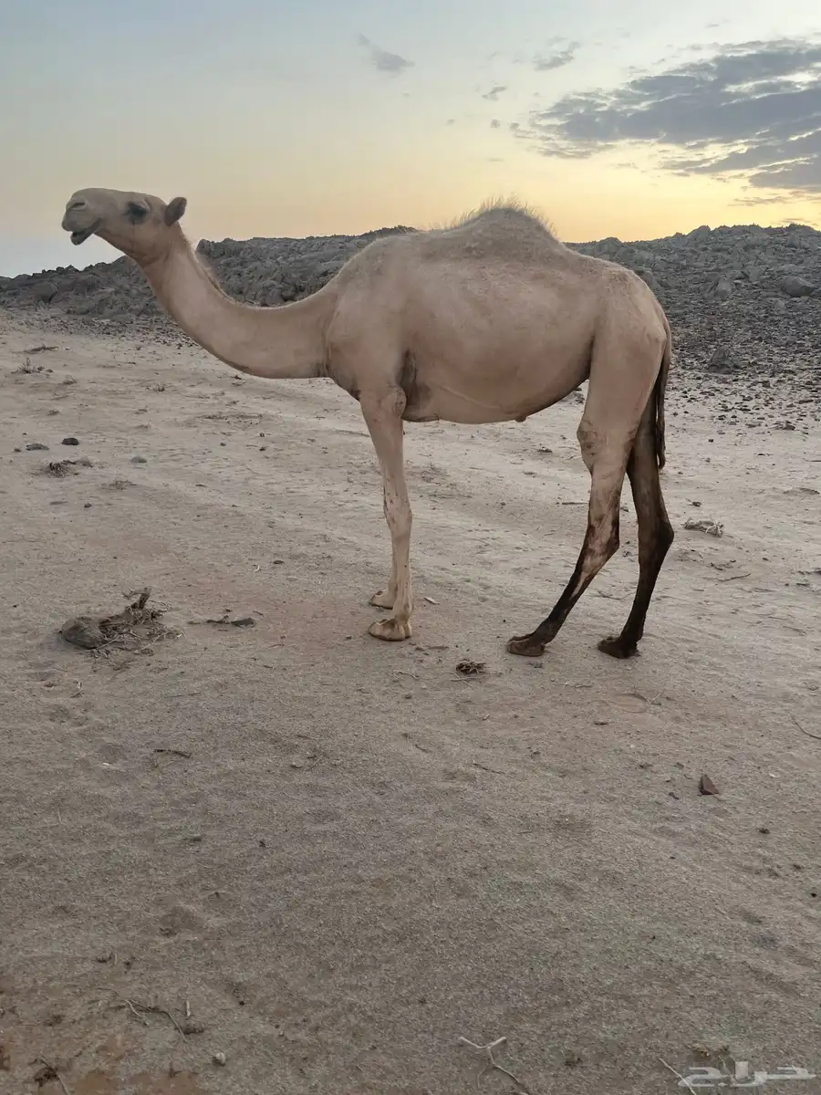 بكره شقحا طيبه حقه 0