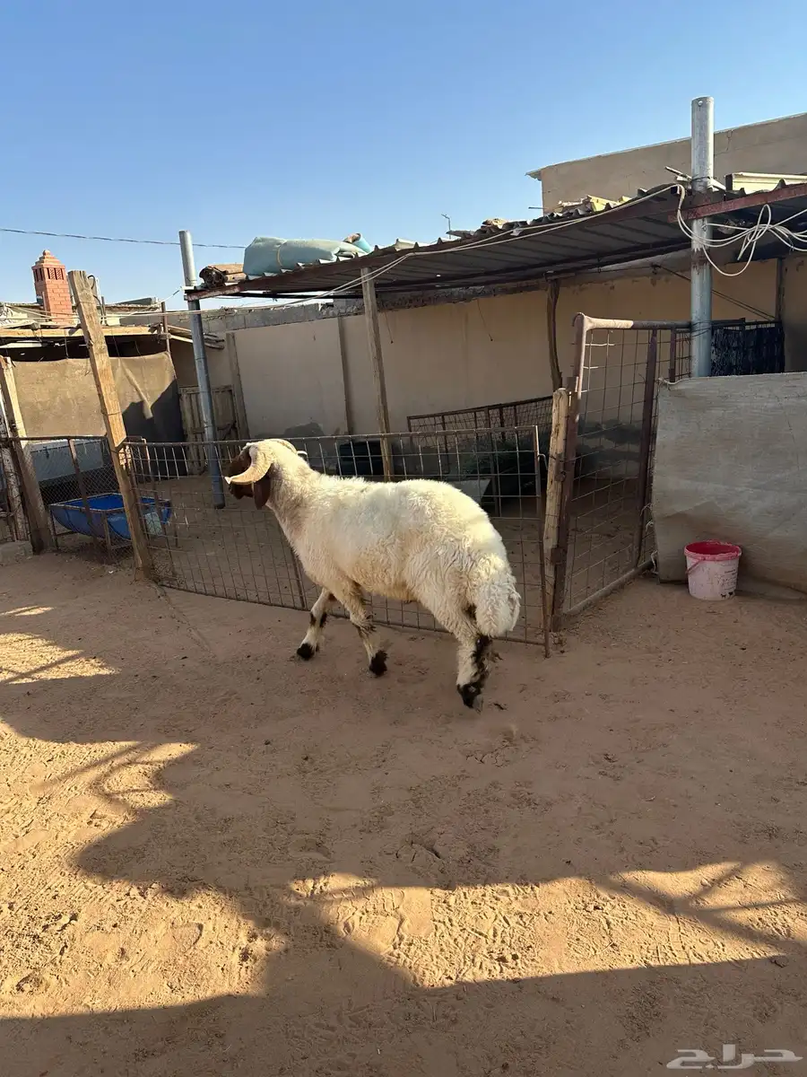 فحل نعيمي صنف 3