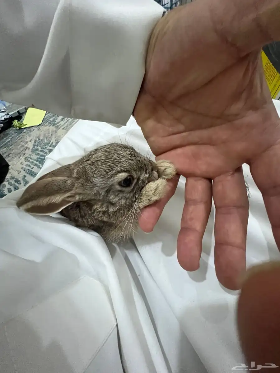 نوادر مميزه فرنسي وبلدي رقم 1 وإيطالي 5