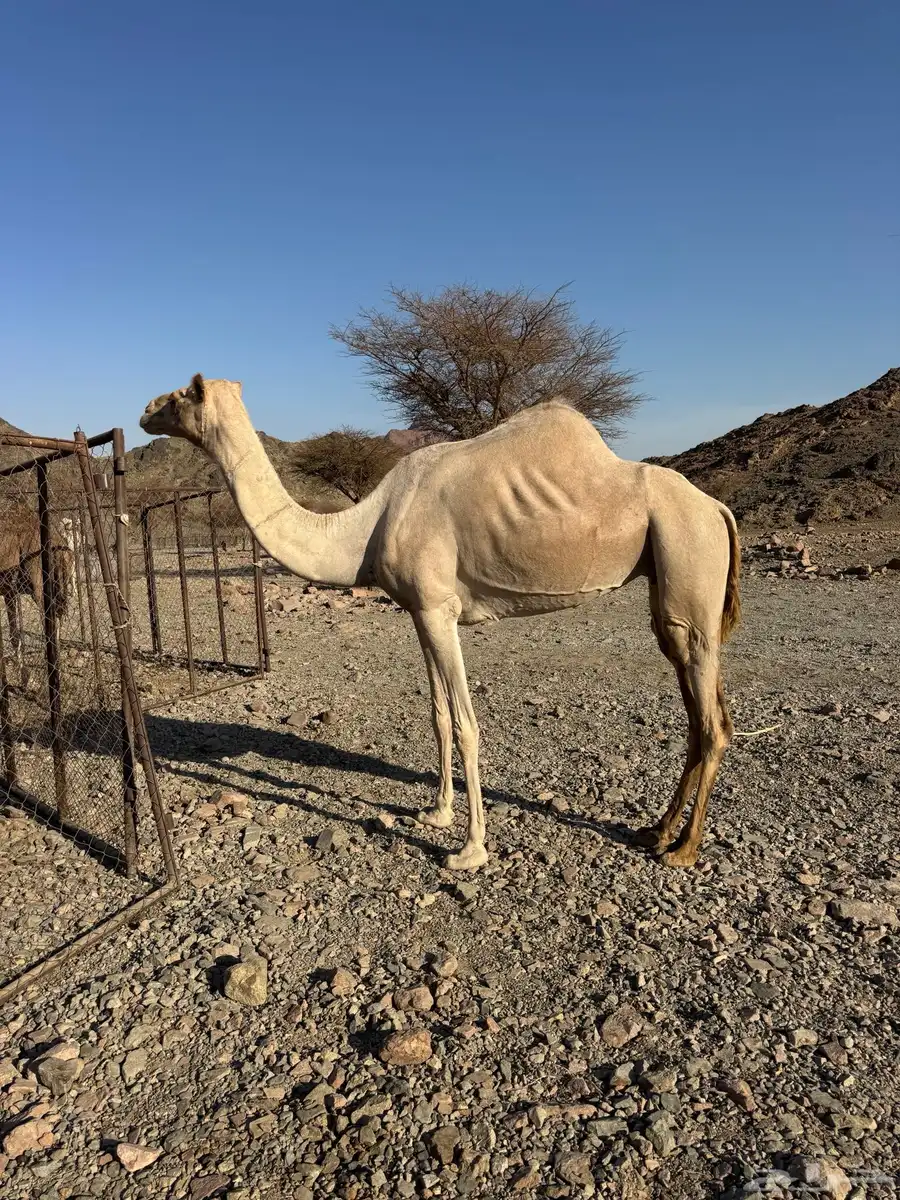 للبيع 0