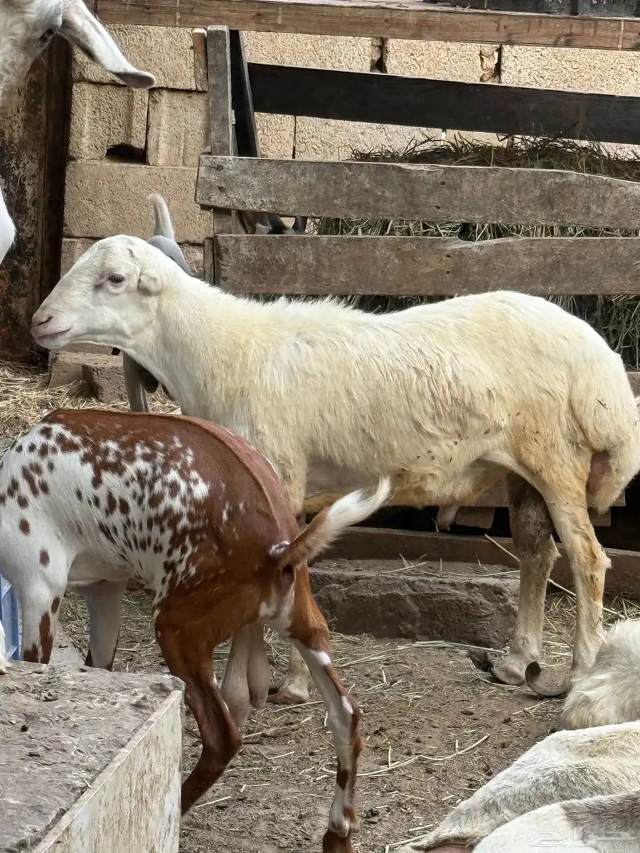 كبش 5