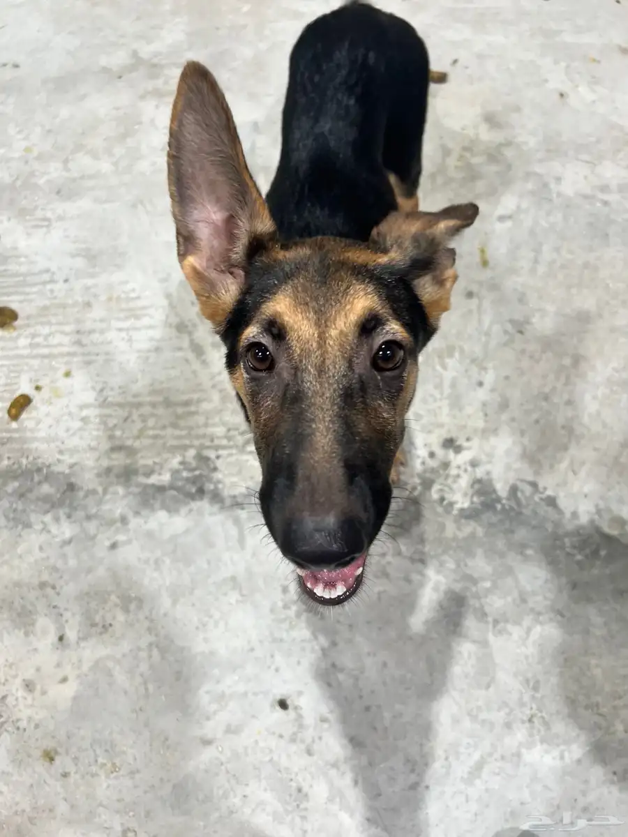 German shepherd puppy for adoption كلب 2