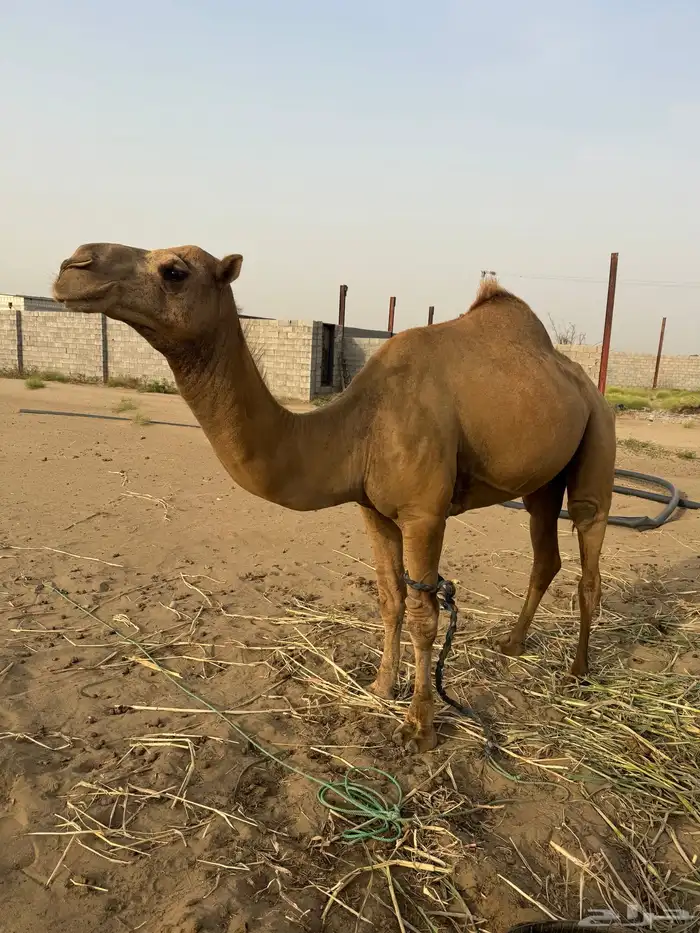 جمل ساحلي 0
