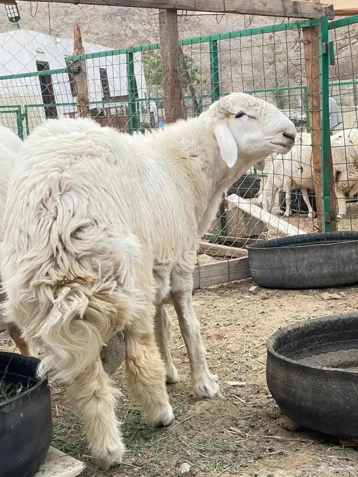 مشروع فحل حري للبيع 1