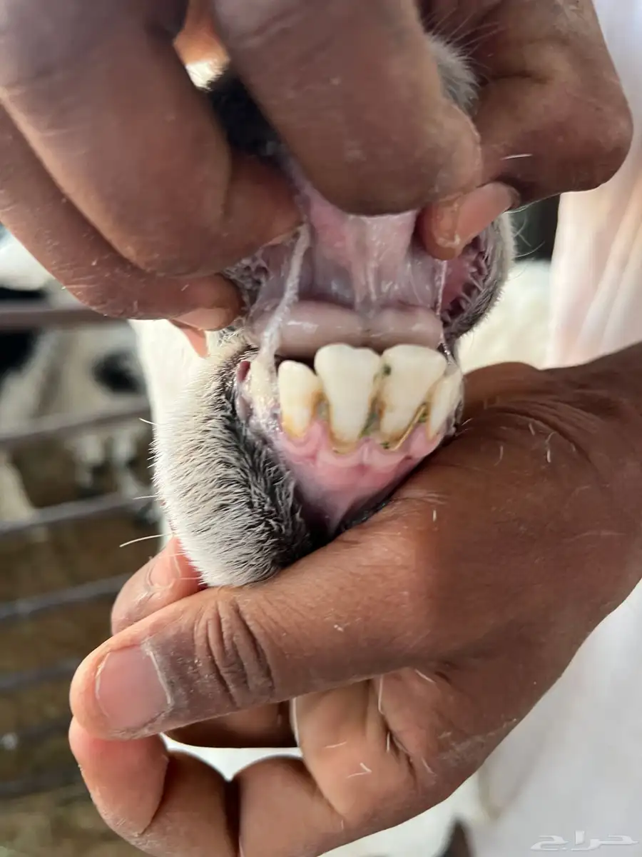 حريه رباع تم البيع خارج الموقع 2