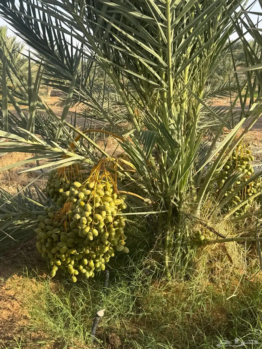 ثمرة نخيل للبيع بالجديدات 3