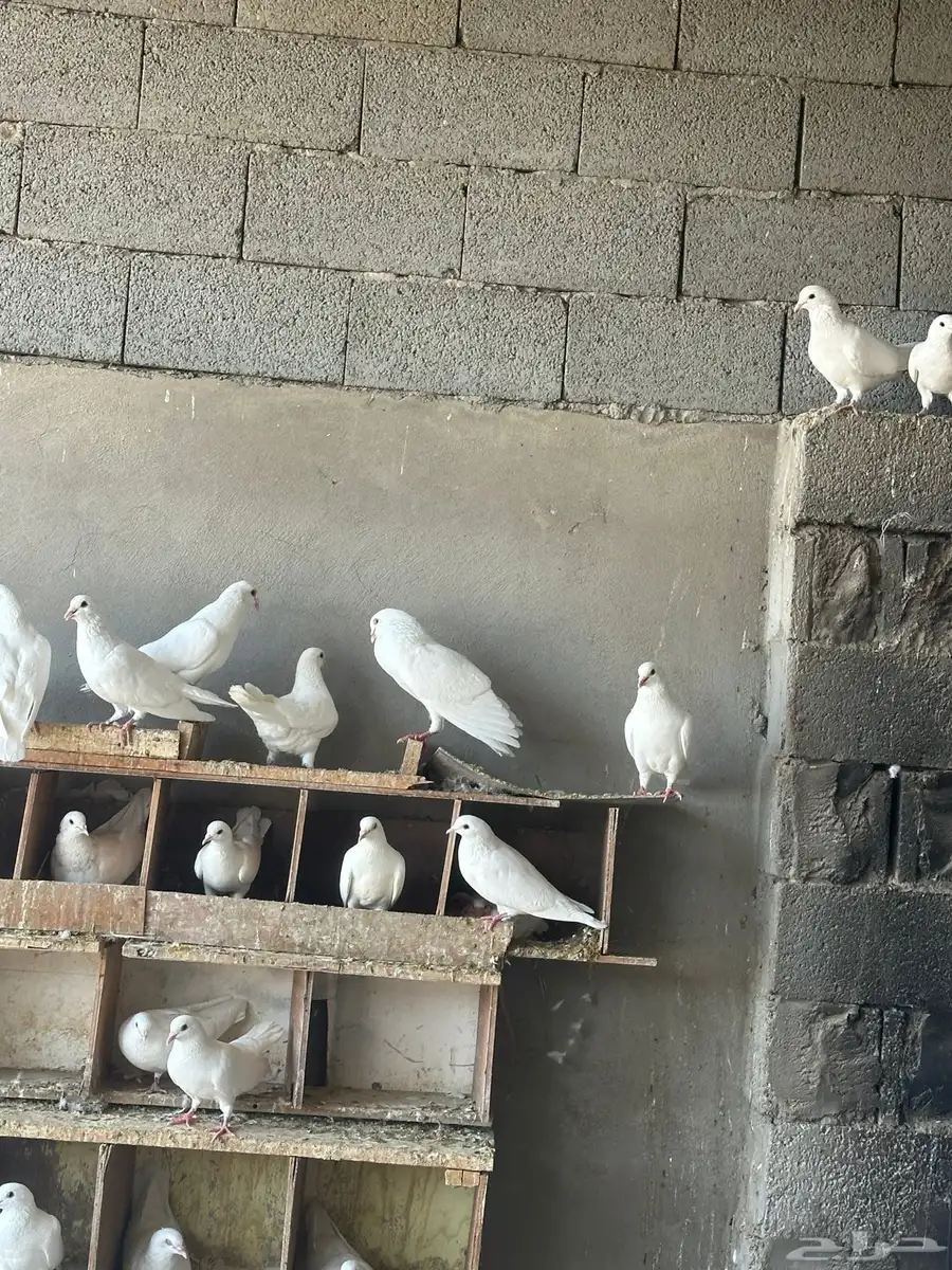 حمام فرنسي سوبر جانمبو 10