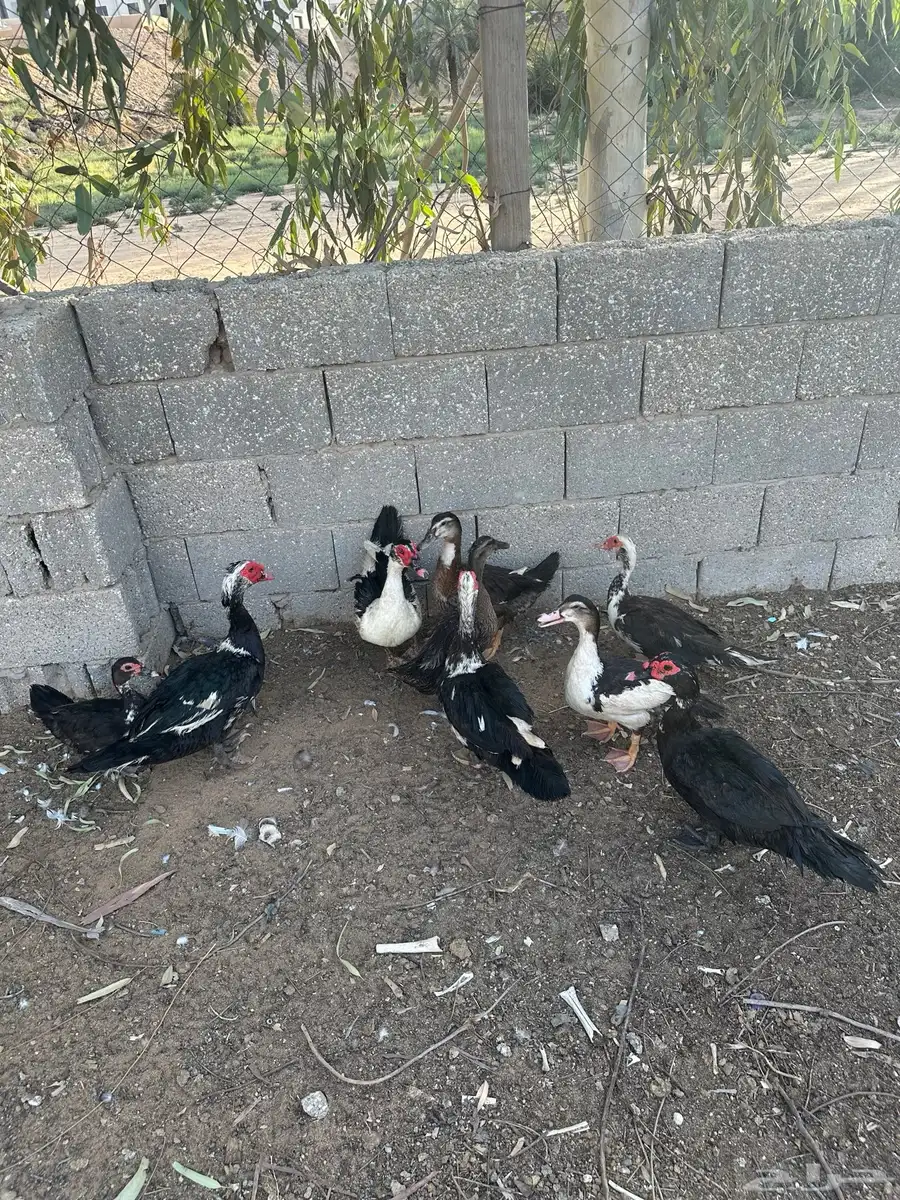 بط بح 0