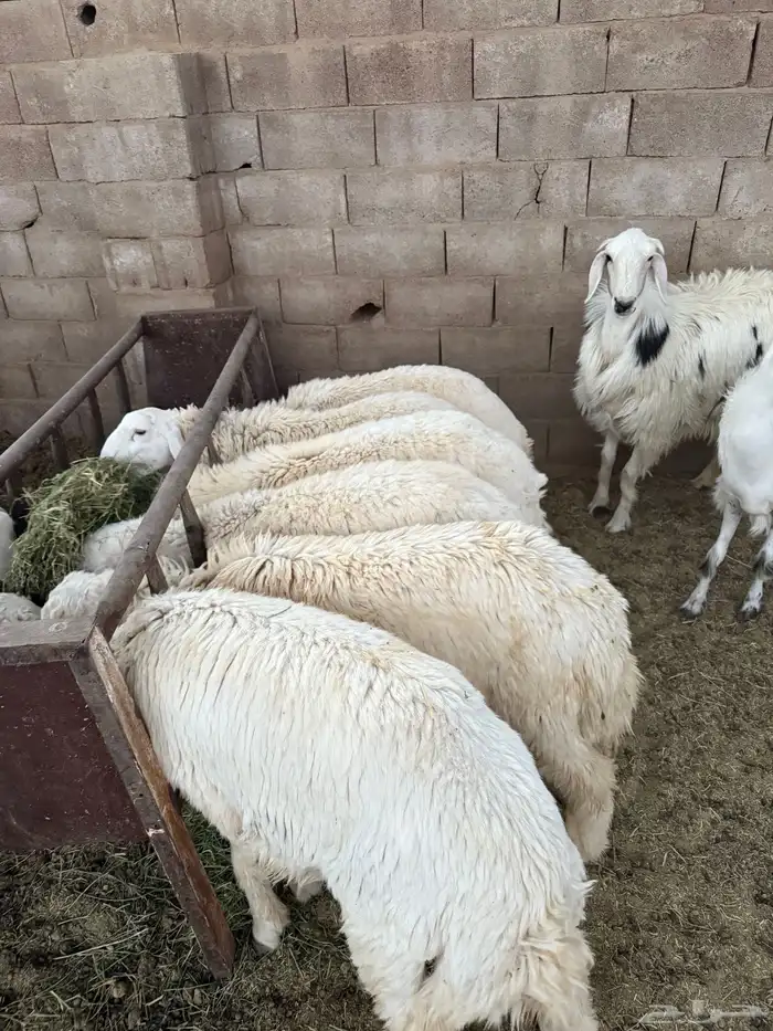 طليان نطيفه بريه ع الشرط ( سلخ وتوصيل ) 4