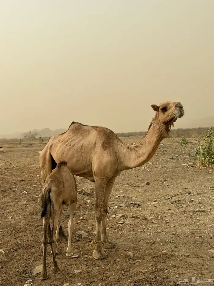 ناقه جامع 0