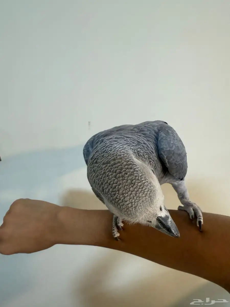 كاسكو عددهم اثنين معا ملحقاتهم البيع عاجل ان شاء الله 2