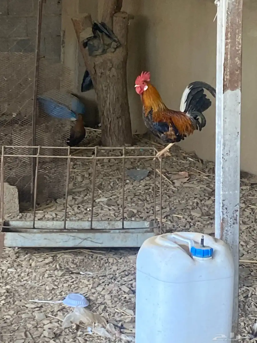 دجاج للبيع 3