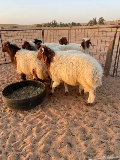 نعيم طيبه ( تم البيع ) 1