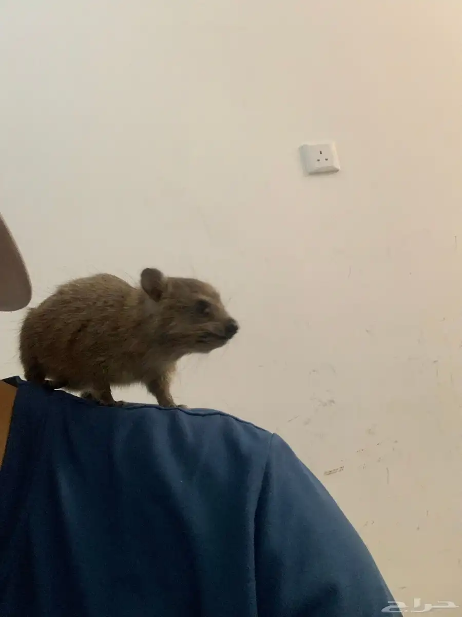وبره 1