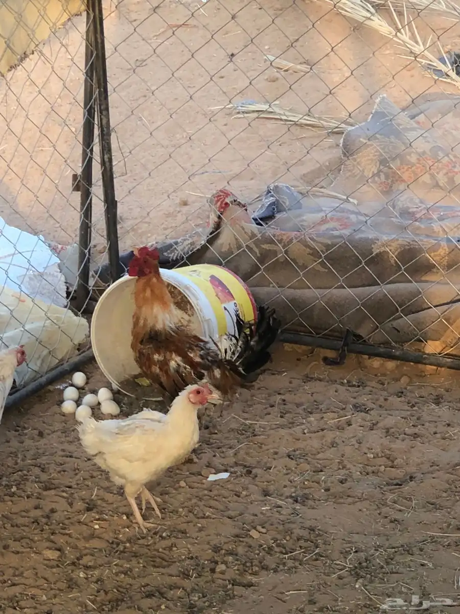 دجاج بلدي 4