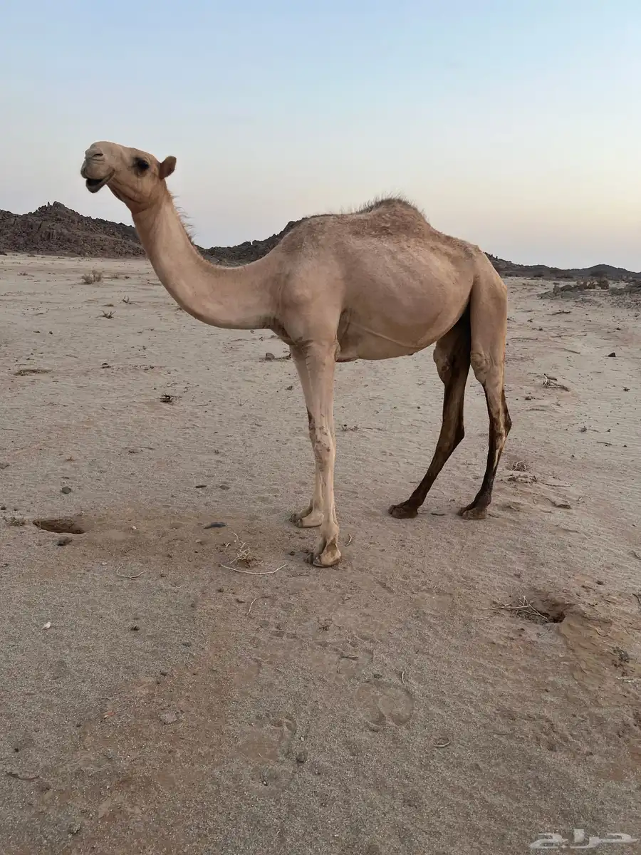 بكره شقحا طيبه حقه 1
