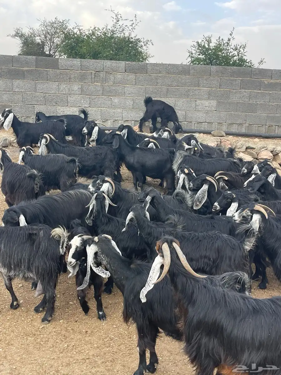 معزا عوارض جبرات دفاع وحليب بفحلها عدد 41 3