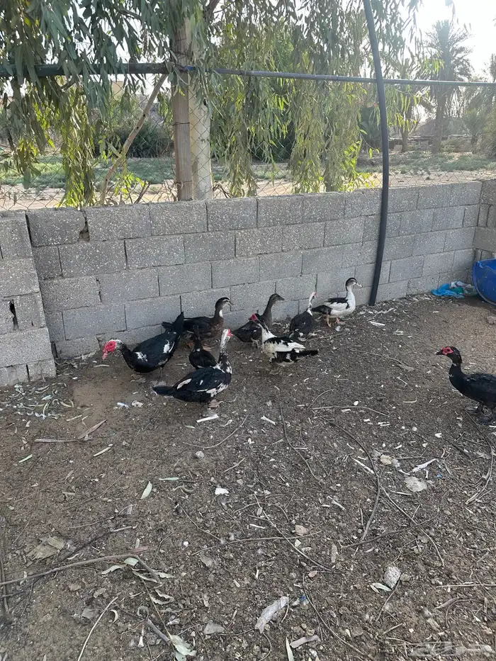 بط بح 6