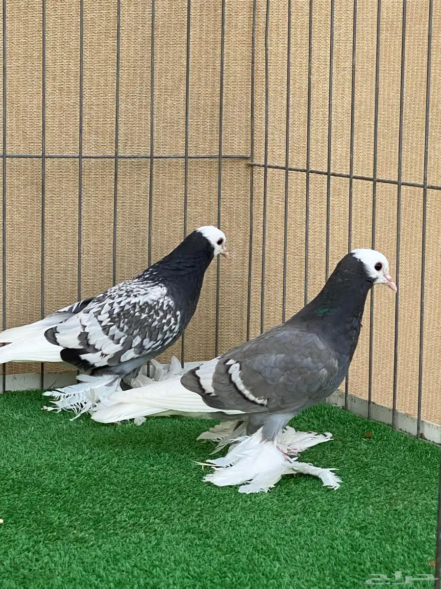 سووالوو و ساسكون 9