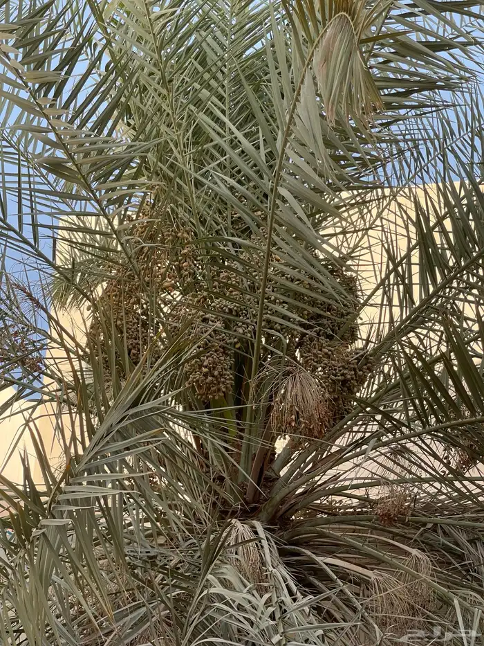 نخلات للبيع لاعلا سومه 3