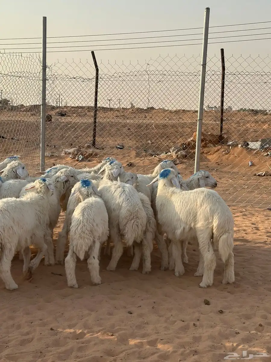 حريات طليان ذبايح 4