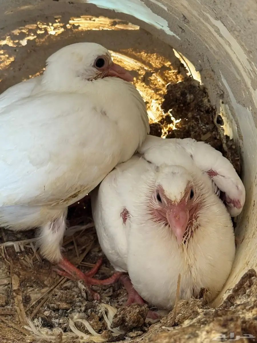 فروخ حمام لاحم فرنسي وبط آكله ذره ودخن وحلبه ومكعب وشعير طعم 4