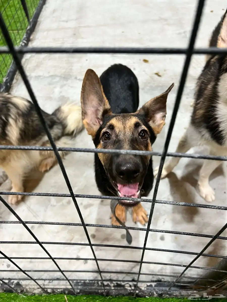 German shepherd puppy for adoption كلب 0