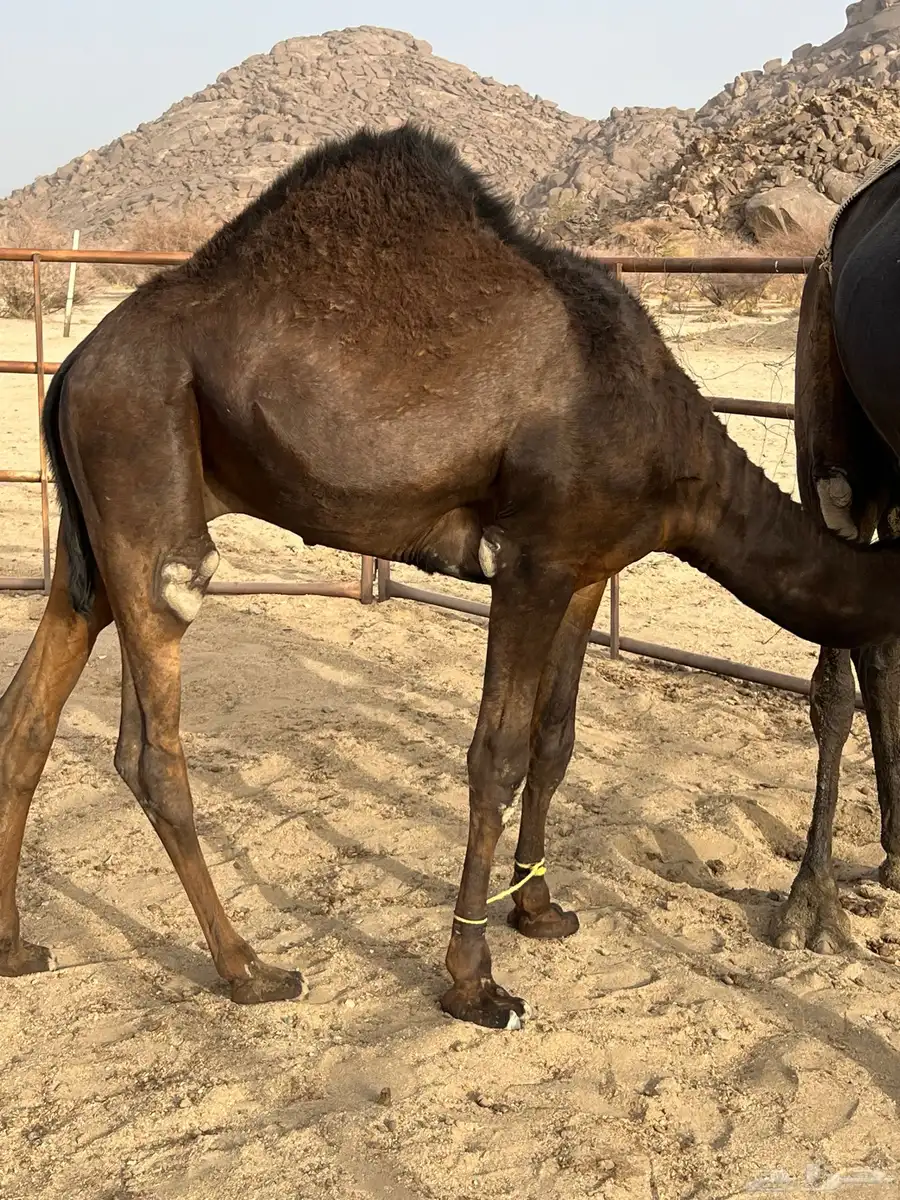 قعودين كفو وعلى حليب اماتها 0