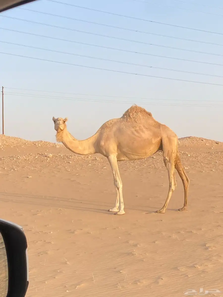 للبيع هجن مع الفحل 6