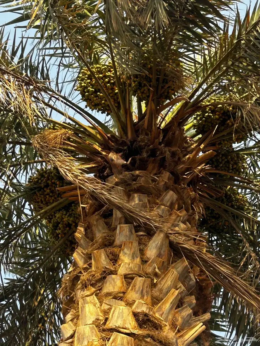 الشديده 3
