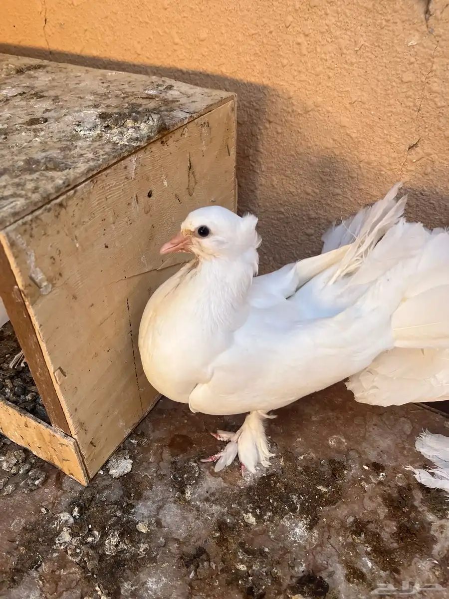 فراخ رقاصي اربع اجواز السوم وصل الجوز 25 5