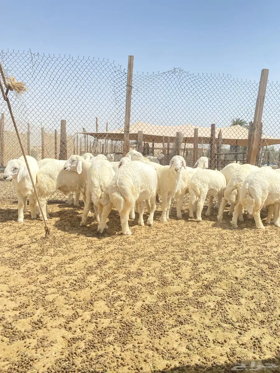 خرفان حريات 3