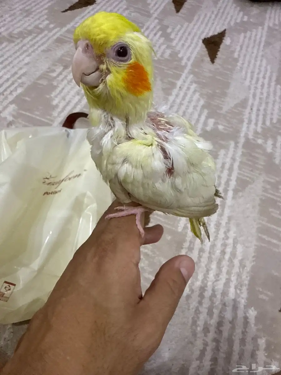فرخ كروان اليف عمر شهرين للبي 0