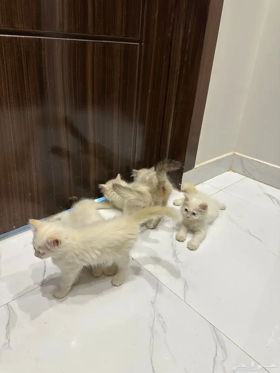 قطط هيمالايا للبيع 1
